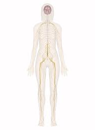 Nervous System Explore The Nerves With Interactive Anatomy