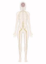 Nervous System Explore The Nerves With Interactive Anatomy