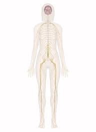 nervous system explore the nerves with interactive anatomy