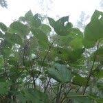 Image result for Boehmeria macrophylla