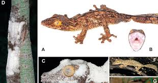 Image result for Urochloa platynota