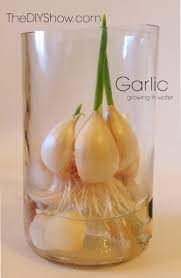 Maybe you would like to learn more about one of these? Regrow Garlic In Water Thediyshow Com