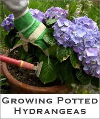 Growing Potted Hydrangeas Tip Sheet Tipnut Com Hydrangea Potted Plants Growing Hydrangeas