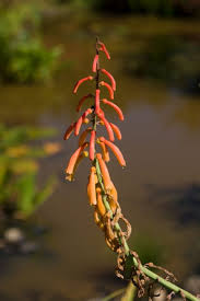 Image result for Kniphofia thomsonii