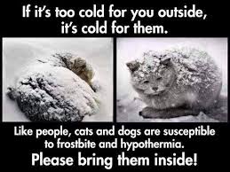 Letting your cat outside when it's cold if you can't go outside in a regular jacket then your cat shouldn't. Please Bring Your Pets Inside Cold Northern Lights Regional Humane Society Facebook