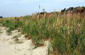 Image result for Aframmi longiradiatum