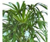 Consider getting a palm houseplant. Indoor Palm Plants Care Instructions And Descriptions