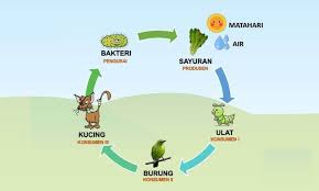 Di hamparan padang es seperti kutub utara dan kutub selatan sekalipun pasti terdapat rantai makanan. Rantai Makanan Pengertian Gambar Jaring Jaring Dan Contoh