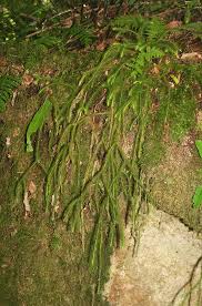 Image result for Huperzia verticillata