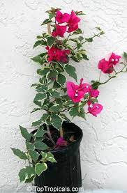 I have 47 other crayons in my box flower photos flowers nature pink flowers amazing flowers flower garden flora trees to plant bloom. Bougainvillea Paper Flower Toptropicals Com