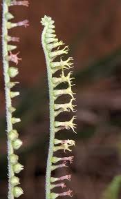 Image result for Heliotropium zeylanicum