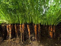 How Aeroponics Works Howstuffworks