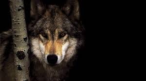 Check spelling or type a new query. Wolf Wallpapers Hd Group 79