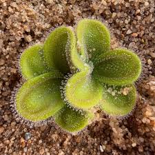 Image result for Heteromorpha stenophylla