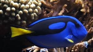 It is scientifically termed as the paracanthurus hepatus. Understanding Dory 5 Facts About The Pacific Blue Tang Mental Floss