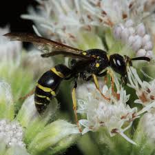 Mason & potter wasps in the garden & the house. Potter Wasp Wikipedia
