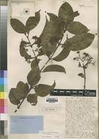 Image result for Psydrax parviflora