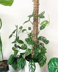 We did not find results for: Moss Poles Stakes Trellises Do Lush Little Jungle Facebook