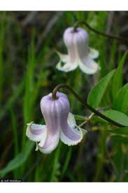 Any of various ornamental climbing plants of the genus clematis usually having showy flowers. Clematis Crispa Shrub And Vine Seeds Curly Clematis Swamp Leather Flower Marsh Clematis Blue Jasmine Curlflower Curled Virgin Clematis Leather Flowers Golden Chain Tree