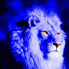 * lion * | animals for kidsquality, educational videos for kids. De Los Leones De Industriales Y Home Facebook