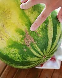Oct 11, 2019 · how to pick a watermelon: Watermelon How To Find The Perfect Watermelon Tangled With Taste