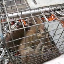 Our team is widely known as the premier provider of pest control, animal control, and elimination services in southwestern pa. Langmans Wildlife Pest Control 10 Photos Pest Control 5345 N Miami Gardens St Brazil In Phone Number