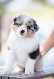 Le berger australien si vous ne trouvez pas tous les renseignements que vous souhaitez avoir, nous sommes à votre disposition. Chiots Bergers Australiens Lof Tricolores A Vendre Elevage Allier Elevage Puy De Dome Auvergne Rhones Alpes Region Parisienne Elevage D Austral Et Boreal Chiots Berger Australien Lof