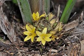 Image result for Curculigo pilosa