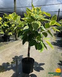 Image result for Ficus demeusei