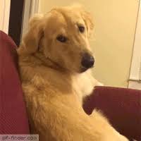 Explore and share the best golden retriever gifs and most popular animated gifs here on giphy. Goldener Reiter Gifs Get The Best Gif On Giphy