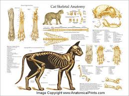 , the everything guide to anatomy and physiology provides a detailed look into the wonders of the human. Welcome To Ms Stephens Anatomy And Physiology And Environmental Science Class Website Anatomy And Physiology