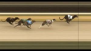 89 Gazi Kosusu Kopek Yarisi Dog Race Kopek
