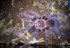 If you enjoy keeping tarantulas, you're in good company. The Best Tarantula Species For Beginners Tom S Big Spiders