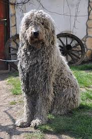 Komondor Fajtamentes Unusual Dog Breeds Komondor Dog Rare Dog Breeds