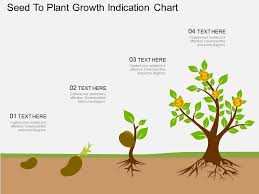 Oy Seed To Plant Growth Indication Chart Flat Powerpoint