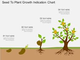 oy seed to plant growth indication chart flat powerpoint