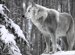 White Wolf Beyaz Kurt Wolf Hayvanlar