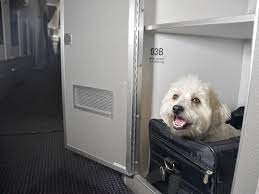 American airlines pet policy and special pet passport, pet bookings, and more policies related to travel with pets in american airlines, all the information in one go. American Airlines Pet Policy Dogs And Cats Get Their Own Cabins Conde Nast Traveler