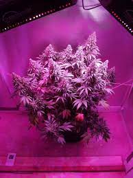 Conclusion whether you want to plant fruits, flowers or vegetables, this led grow light will be a good choice for all growth stages. Growing Cannabis With Led Grow Lights Dutch Passion Blogs