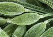 Image result for Eriochloa fatmensis