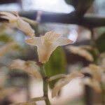 Image result for Diaphananthe bidens