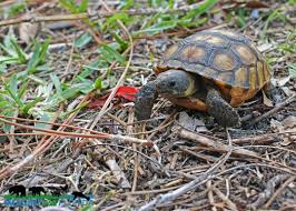 Maybe you would like to learn more about one of these? Gopher Tortoise Imagine Our Florida Inc
