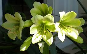 Nozioni interessanti e curiosità sugli allegri giacinti, le eleganti freesie e l'affascinante gelsomino: Fiori Primaverili Fiori Di Piante Fiori Primavera