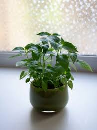 Maybe you would like to learn more about one of these? Overwintering Pepper Plants How To Keep Peppers Over Winter
