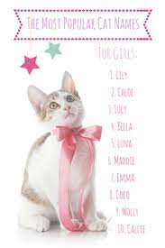 It is a pretty name for what is certain to be a very pretty kitty indeed. The Most Popular Cat Names In America Cute Cat Names Cat Names Girl Cat Names