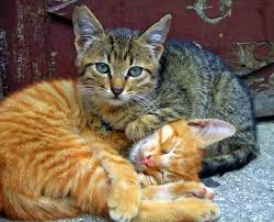 If you're concerned your cat is putting on weight after neutering, talk to your vet or vet nurse about the best ways to keep. Spay Neuter The Cat Network