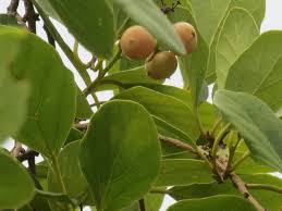 Image result for Cordia sp.A.