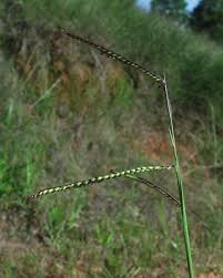 Image result for Urochloa brizantha