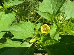 Image result for Physalis lagascae