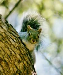 They are solitary, diurnal herbivores. Grey Squirrel Love Song Wild Mountain Echoes